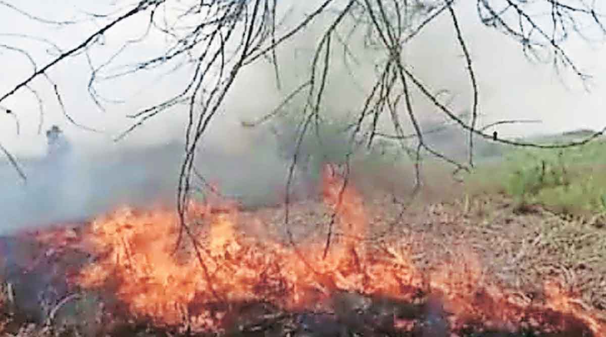 आगीत १२ लाखांचा ऊस खाक
