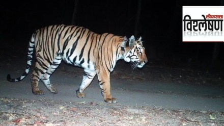 tigers in india