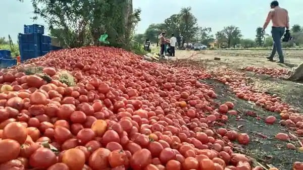 Tomato price hike