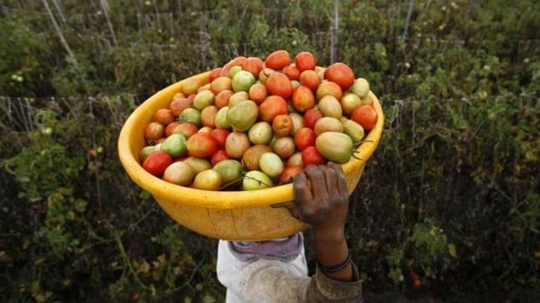 Tomato price hike