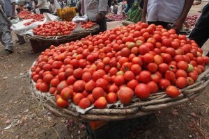 arrival of tomatoes decreased to rain Increase in price in navi mumbai
