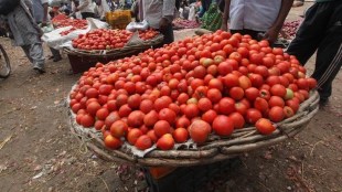 arrival of tomatoes decreased to rain Increase in price in navi mumbai