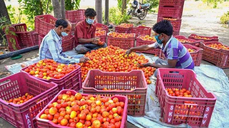 Tomato price hike