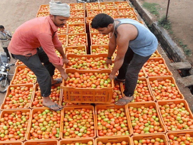 Tomato price hike