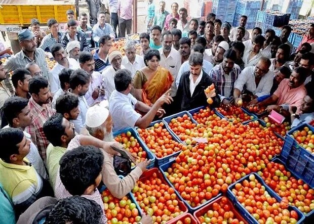 Tomato price hike