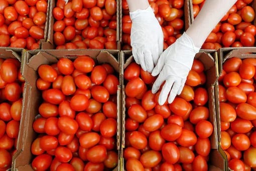 Tomato price hike