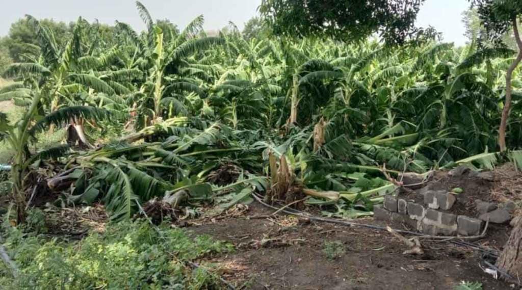 उमरखेड परिसरात केळीच्या बागांचे असे नुकसान झाले