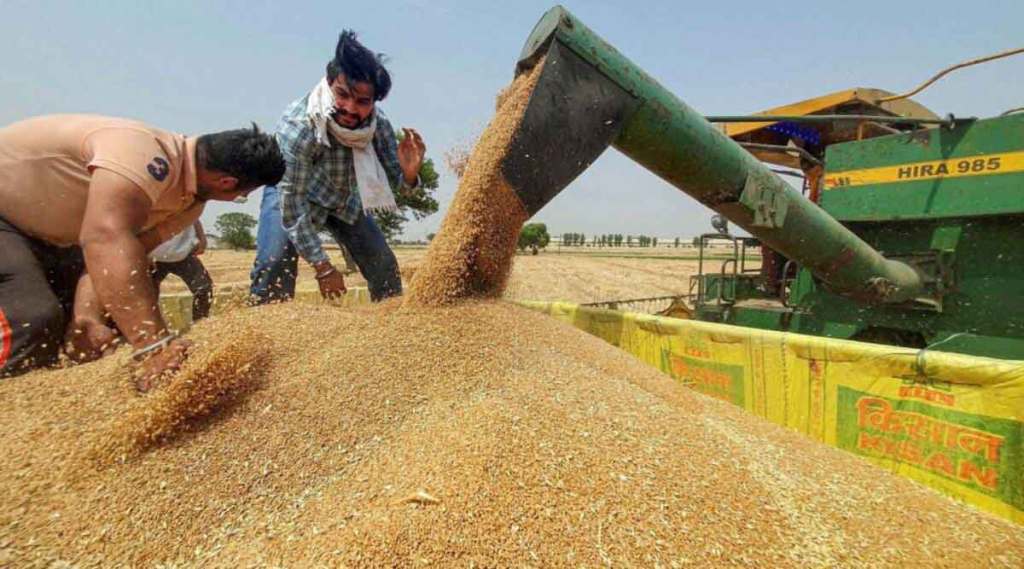 गव्हाच्या आयातीचा तूर्तास निर्णय नाही! ; दिवाळीपर्यंत दरवाढ टाळण्यासाठी सक्तीची निर्यात बंदी