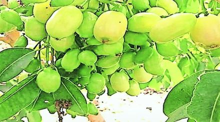 पांढऱ्या जांभळाची शेती