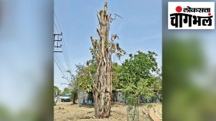 Replantation of banyan tree successfully in Malegaon