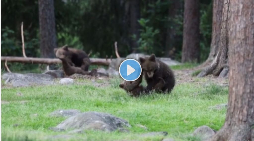 Baby bear fight video