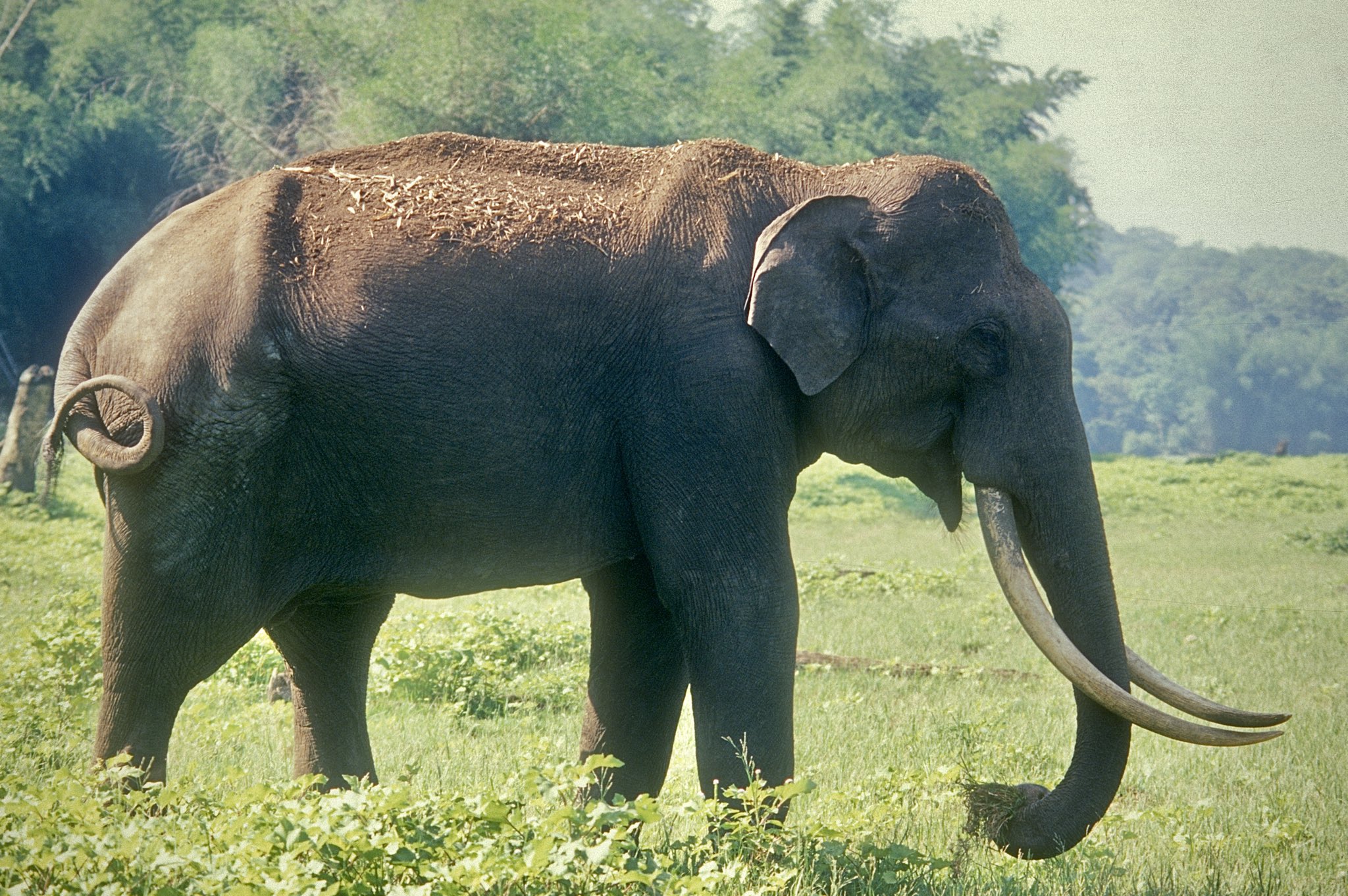 Bhogeshwara the elephant with the longest tusks died his connection with sandalwood smuggler veerappan