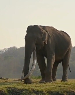 Bhogeshwara the elephant with the longest tusks died his connection with sandalwood smuggler veerappan