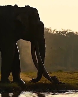 Bhogeshwara the elephant with the longest tusks died his connection with sandalwood smuggler veerappan