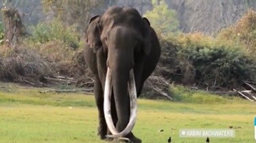 Bhogeshwara the elephant with the longest tusks died his connection with sandalwood smuggler veerappan