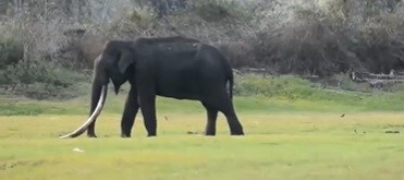 Bhogeshwara the elephant with the longest tusks died his connection with sandalwood smuggler veerappan