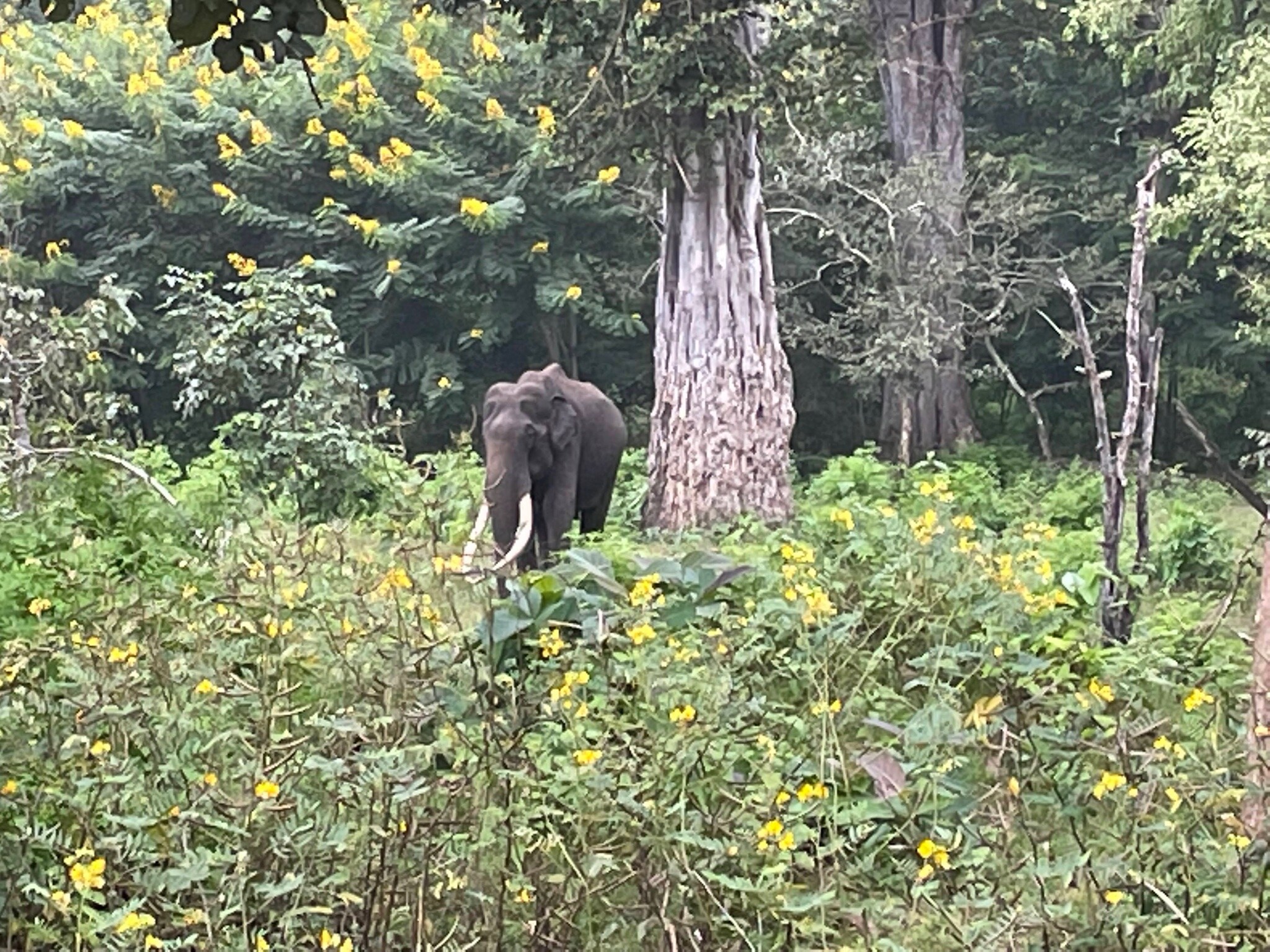 Bhogeshwara the elephant with the longest tusks died his connection with sandalwood smuggler veerappan