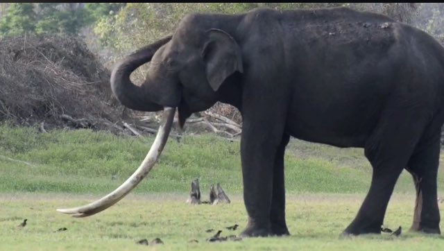 Bhogeshwara the elephant with the longest tusks died his connection with sandalwood smuggler veerappan