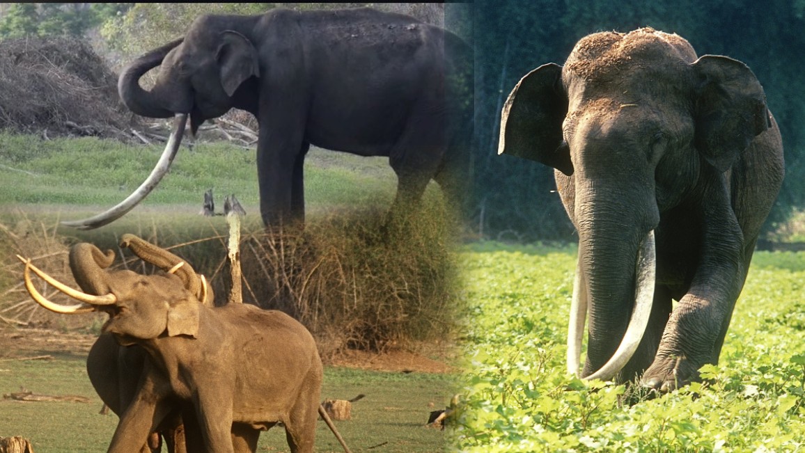 Bhogeshwara the elephant with the longest tusks died his connection with sandalwood smuggler veerappan