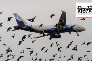 Bird hit are dangerous for passenger planes