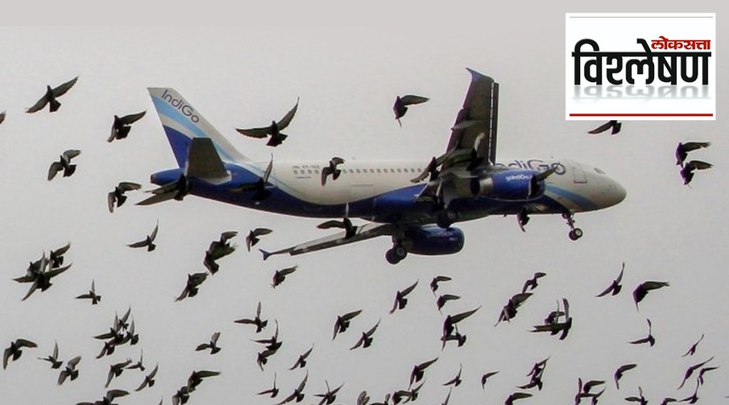 Bird hit are dangerous for passenger planes