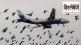 Bird hit are dangerous for passenger planes