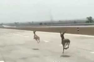 Deer race