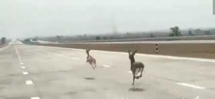 Deer race