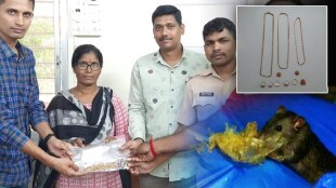 gold worth Rs 5 lakh recovered from clutches of rats in gutter