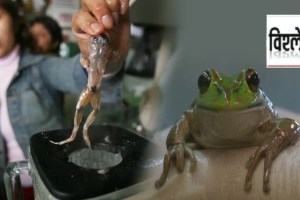 Frog extinctions