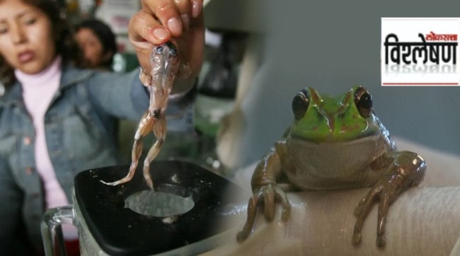 Frog extinctions