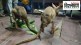 Kangaroo and other exotic species smuggling in India