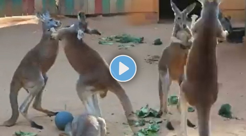 Kangaroos fight video