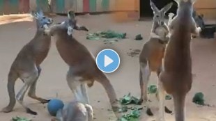 Kangaroos fight video
