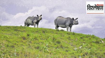 Kaziranga rhinos