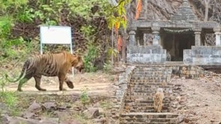 Matka tiger Ramdegi Temple Vidarbha