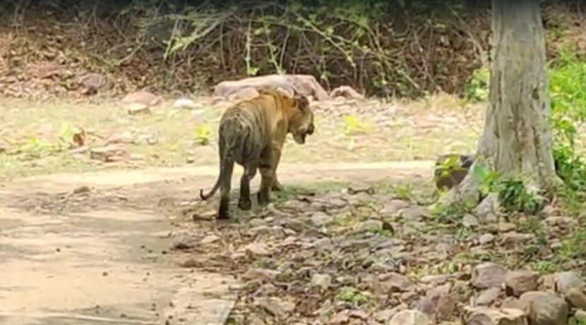 आधी थोडासा आक्रमक असलेला 