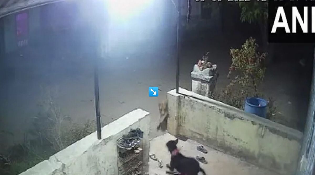 Leopard, Nashik, Leopard Attack Dog,