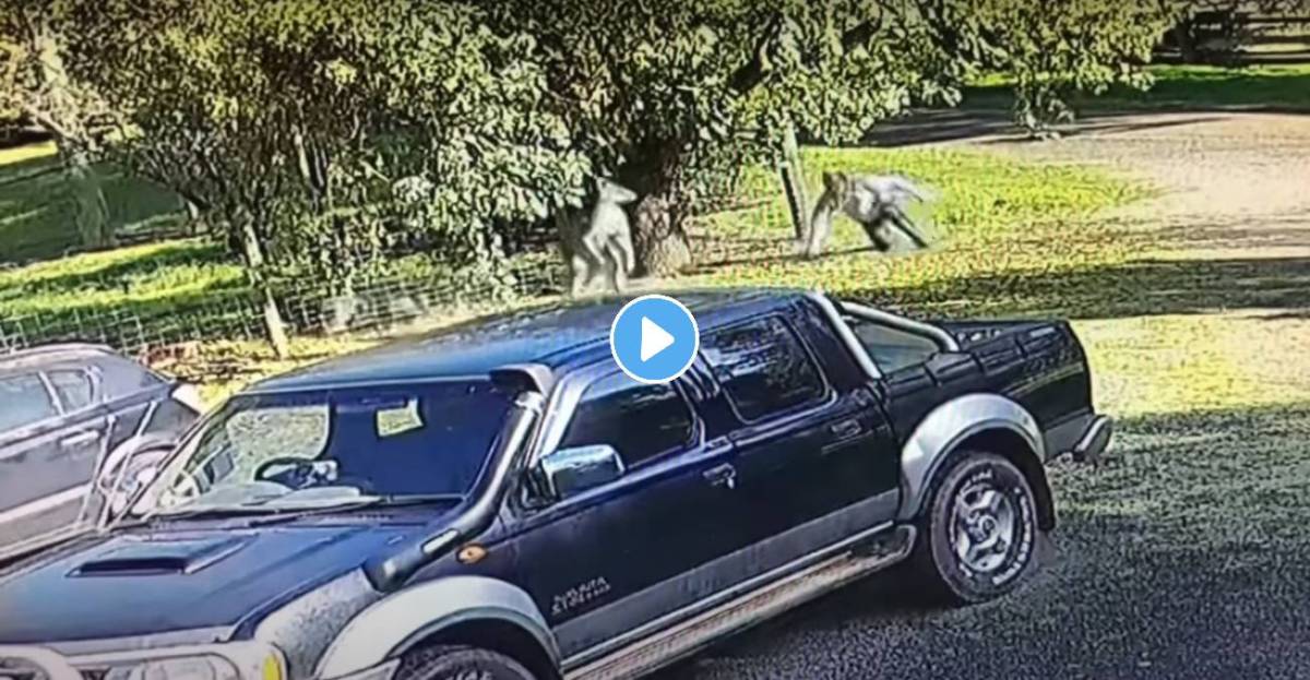 Kangaroo-Video-Viral