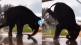 elephant headstand
