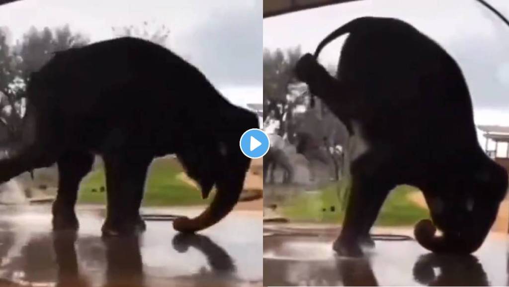 elephant headstand
