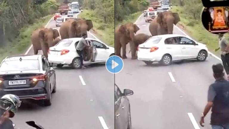 Angry-Elephants-Attack