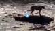 Lion-Crocodiles-Viral-Video