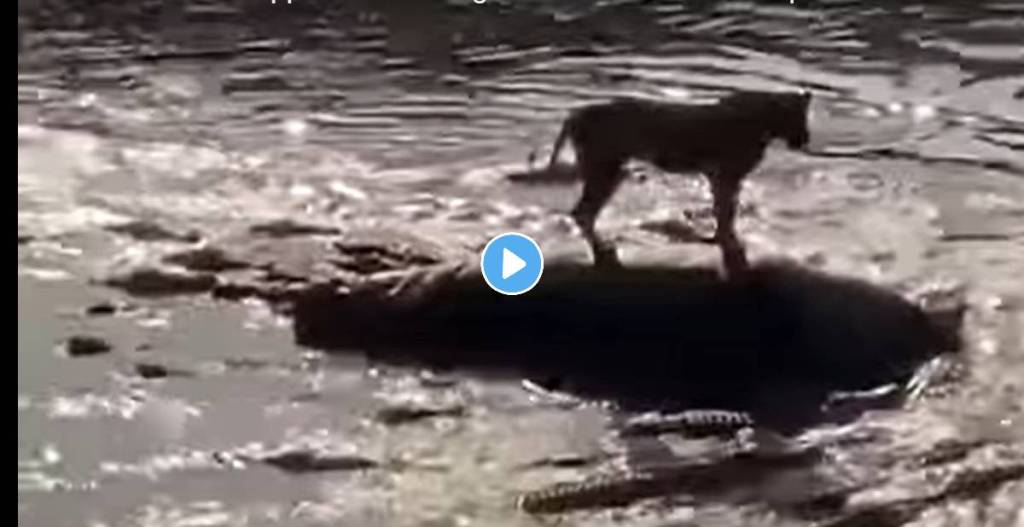 Lion-Crocodiles-Viral-Video