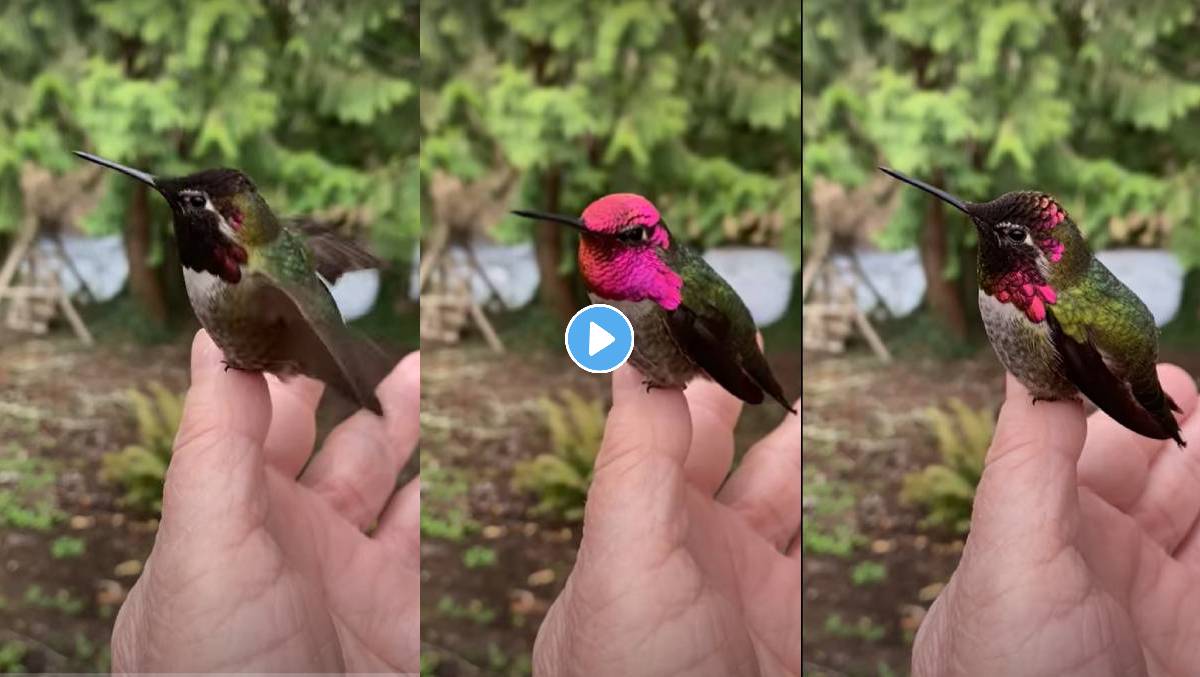 Hummingbird-Viral-Video