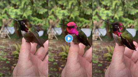 Hummingbird-Viral-Video