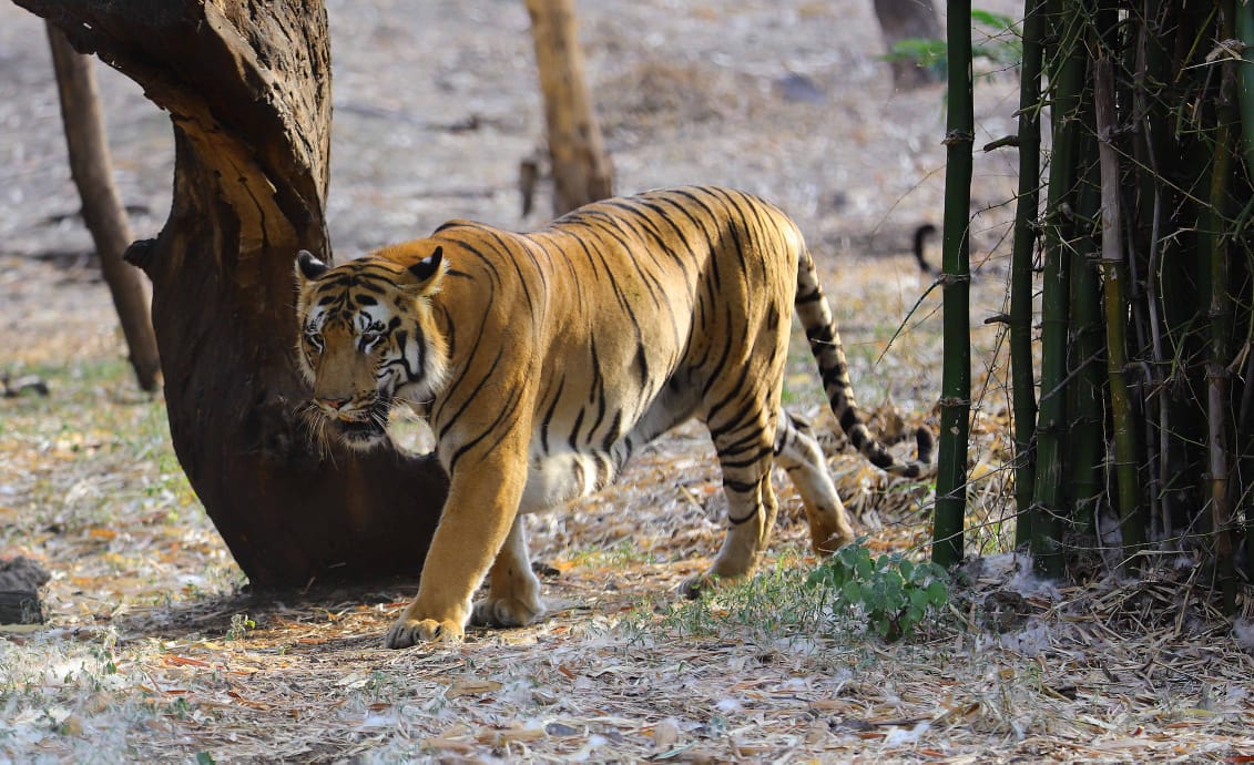 Rajiv Gandhi Zoological Park Pune