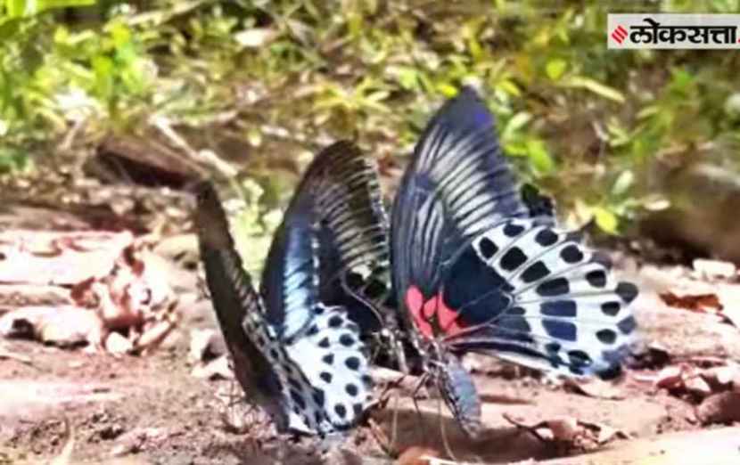 या जंगलात बिबट्यापासून फुलपाखरांपर्यंत वन्यजीवांचा मुक्त विहार, निखळ पाण्याचे निर्झर, पाठीशी यवतेश्वरचा डोंगर, हिरवीगार जंगल झाडी, कोणालाही मोहित करावे असं महादरेचं जंगल आहे.