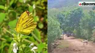 Satara Mahadare Forest Butterflower 12