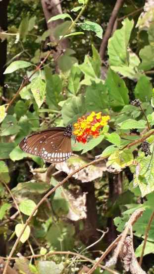 पश्चिम घाटात 341 प्रजातींची फुलपाखरे आढळतात.